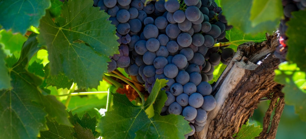 Spanish Wine Grapes 101: Grenache