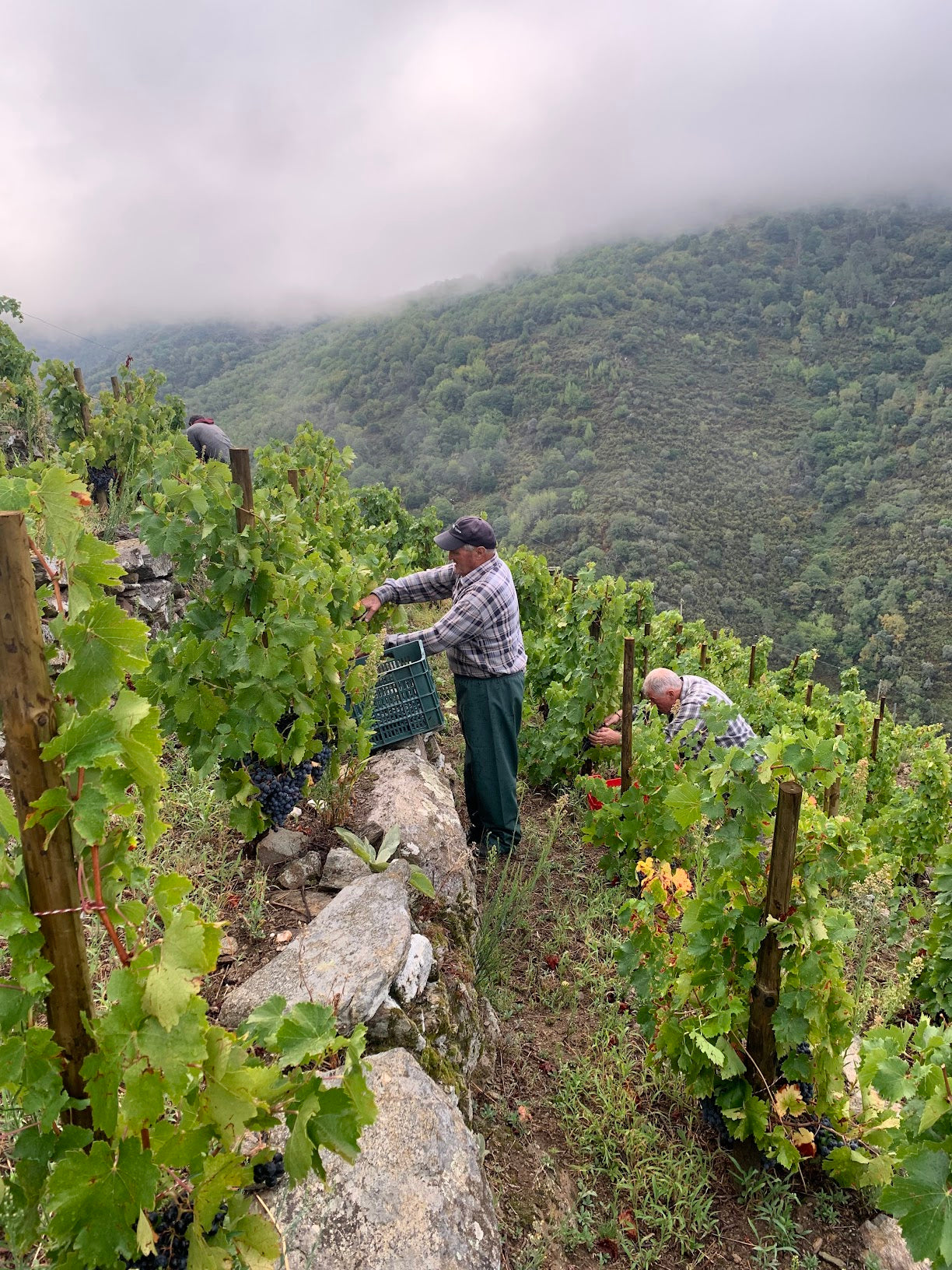 The Spanish Grape Varieties and Regions in Our Portfoilio
